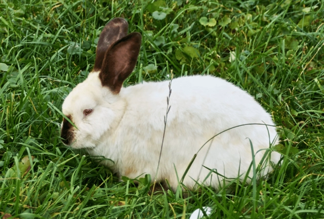 californian rabbit care californian rabbit care