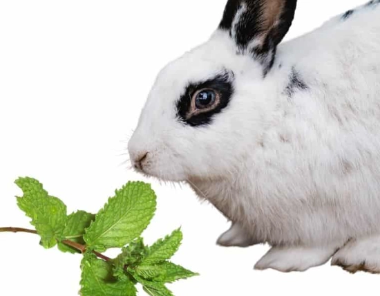 rabbit safe herbs rabbit safe herbs