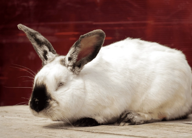 Californian rabbit size