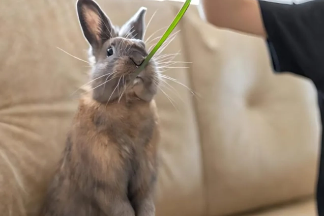 rabbit safe vegetables rabbit safe vegetables