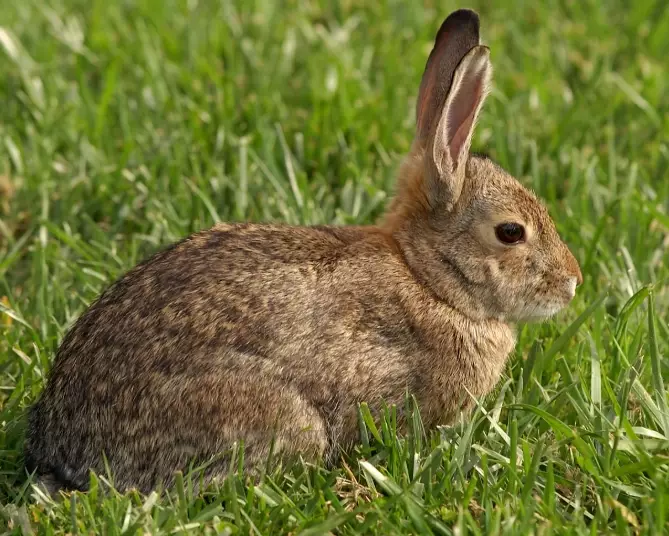 rabbit characteristics