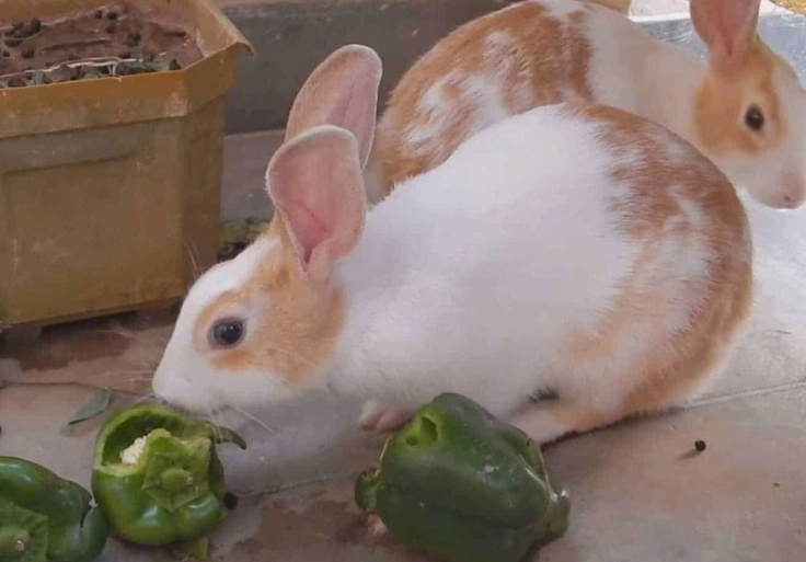 can rabbits eat bell pepper seeds