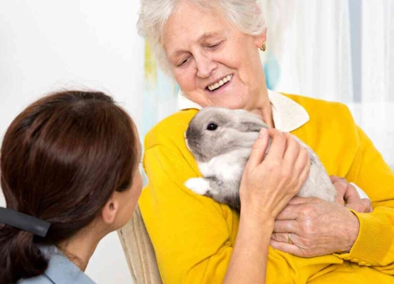 uses of rabbits