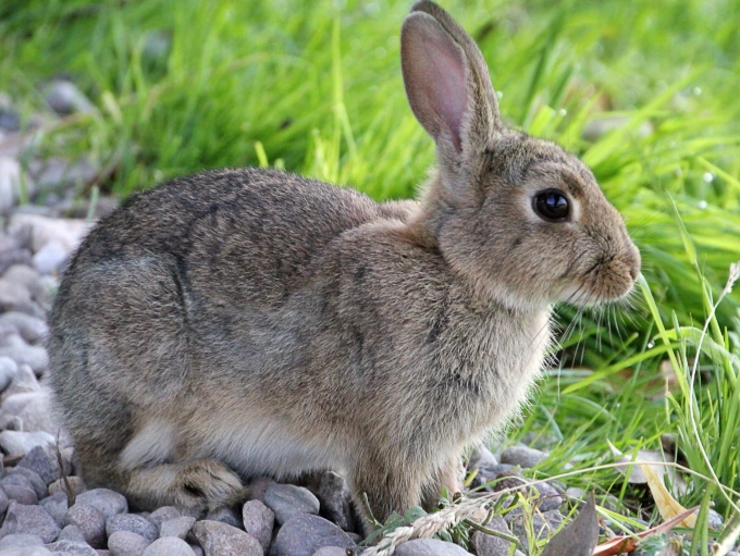 rabbit mammal