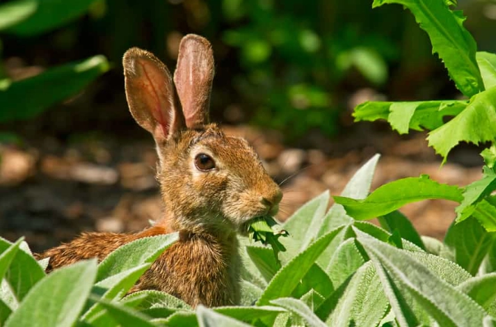 what can wild rabbits eat