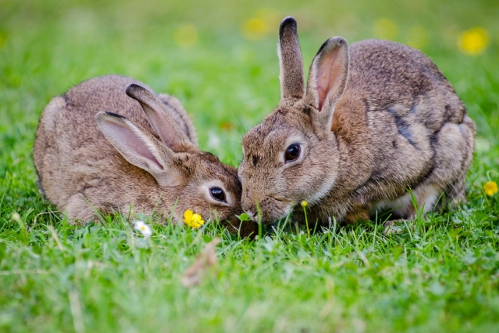 rabbit mammal