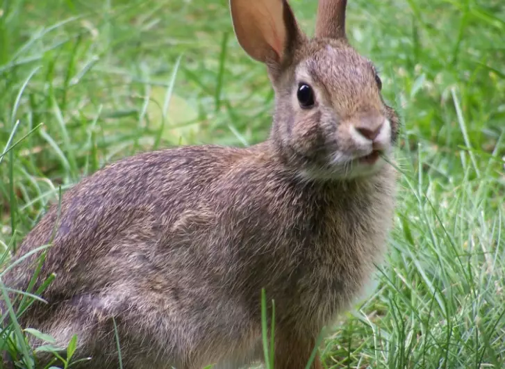 rabbit characteristics