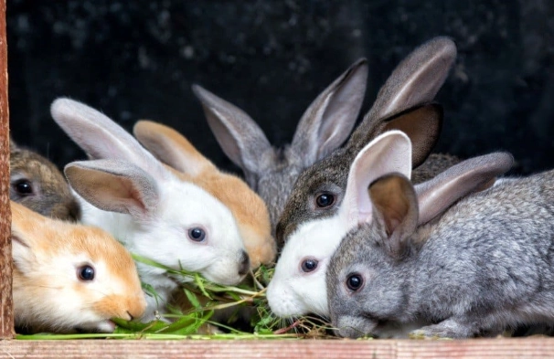 how long do rabbits live how long do rabbits live