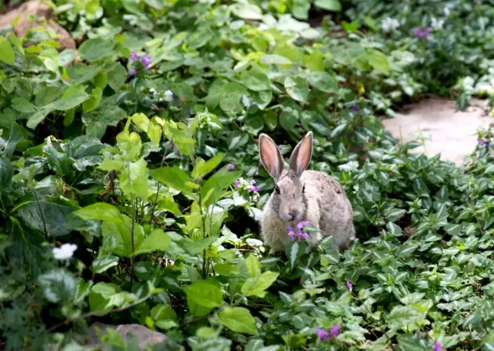 vegetables toxic to rabbits vegetables toxic to rabbits