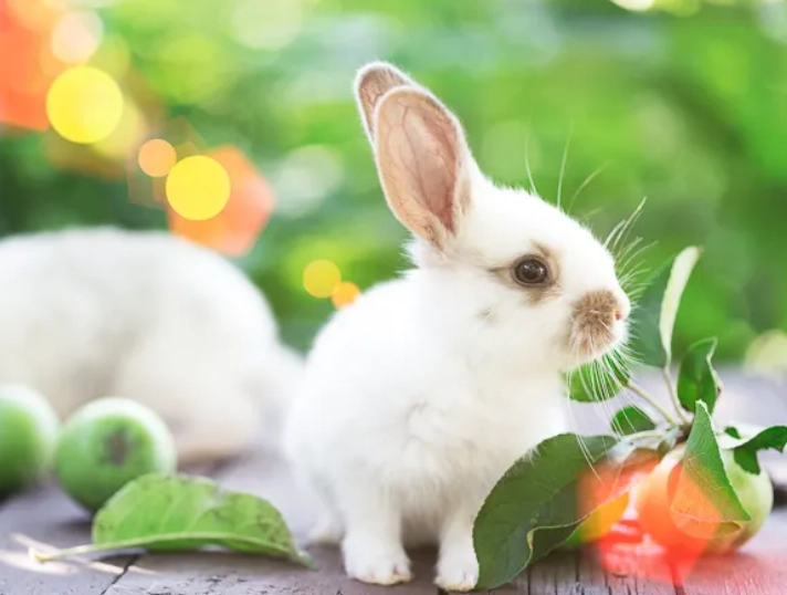 safe herbs for bunnies