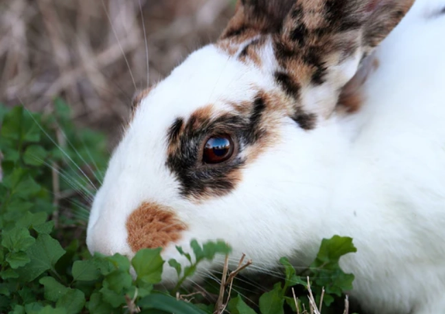 how long can rabbits swim