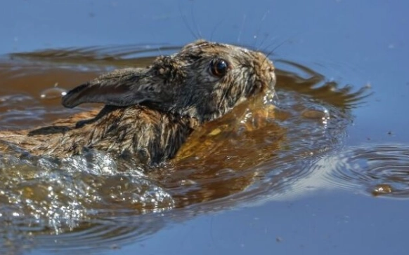 pet rabbit swimming