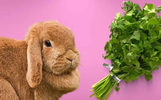 rabbit diet cilantro