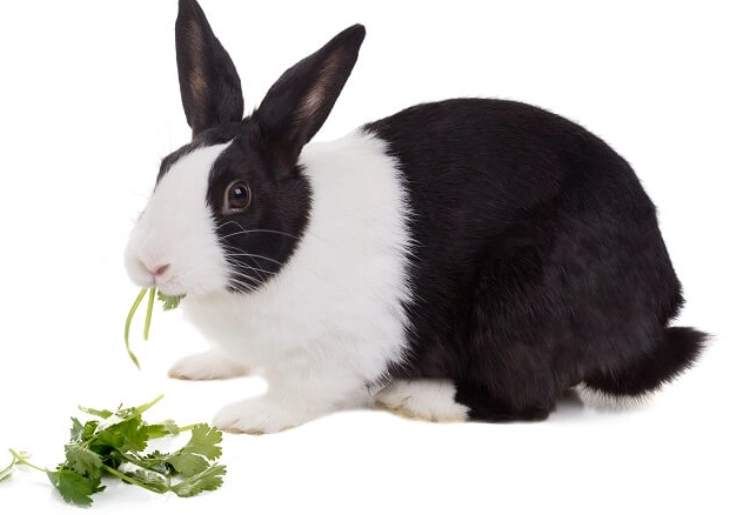 rabbit diet cilantro