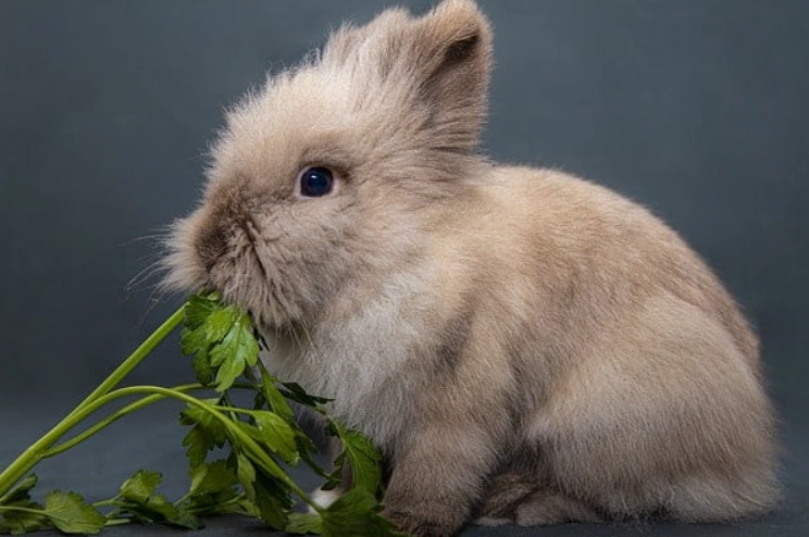 rabbit safe vegetables rabbit safe vegetables