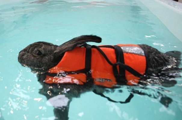 rabbit water safety rabbit water safety