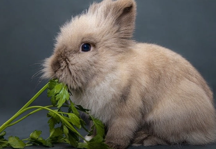 how much cilantro for rabbits