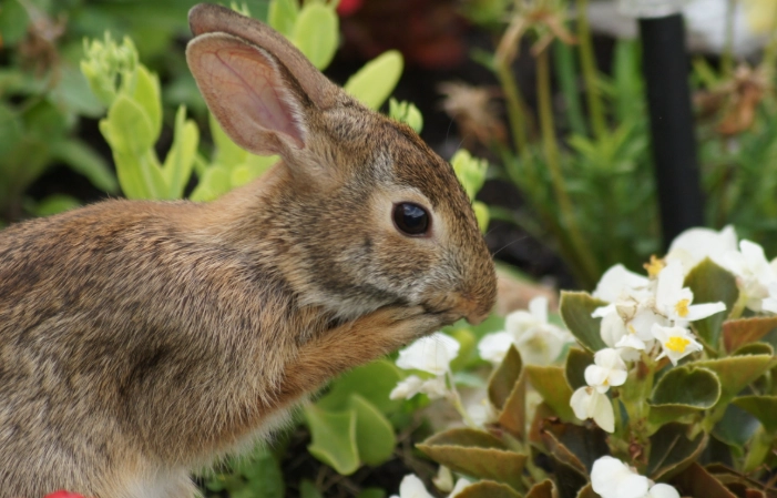 rabbit safe vegetables rabbit safe vegetables