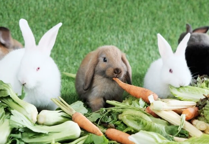 can rabbits eat cilantro stems can rabbits eat cilantro stems