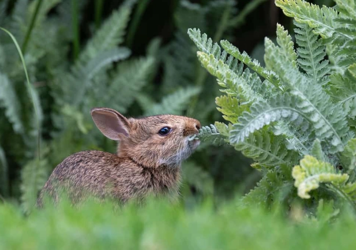 vegetables toxic to rabbits vegetables toxic to rabbits