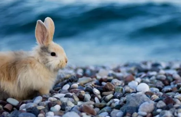 can rabbits swim can rabbits swim