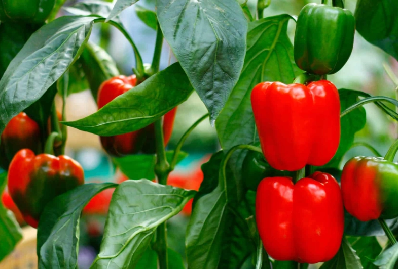 What color bell pepper is best for rabbits?