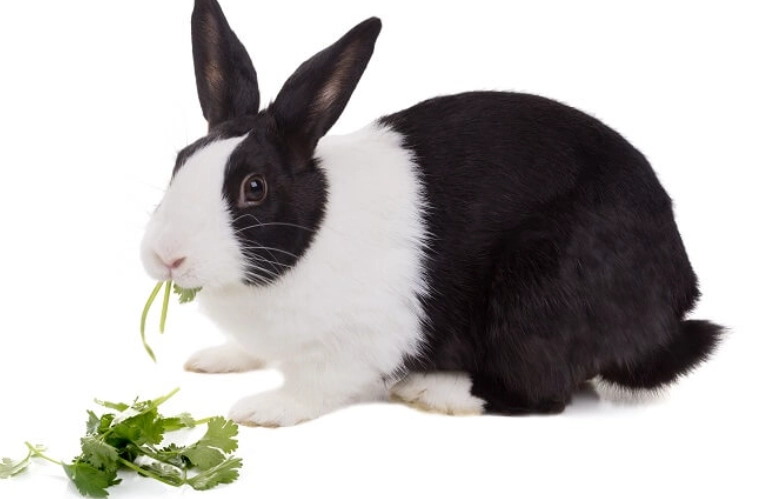 rabbit safe vegetables rabbit safe vegetables