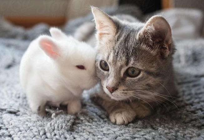 can cats and rabbits breed can cats and rabbits breed