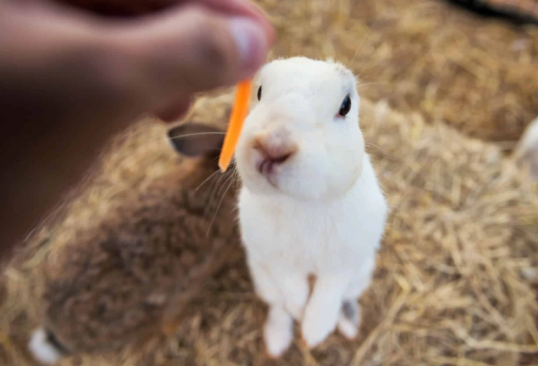 rabbit diet vegetables