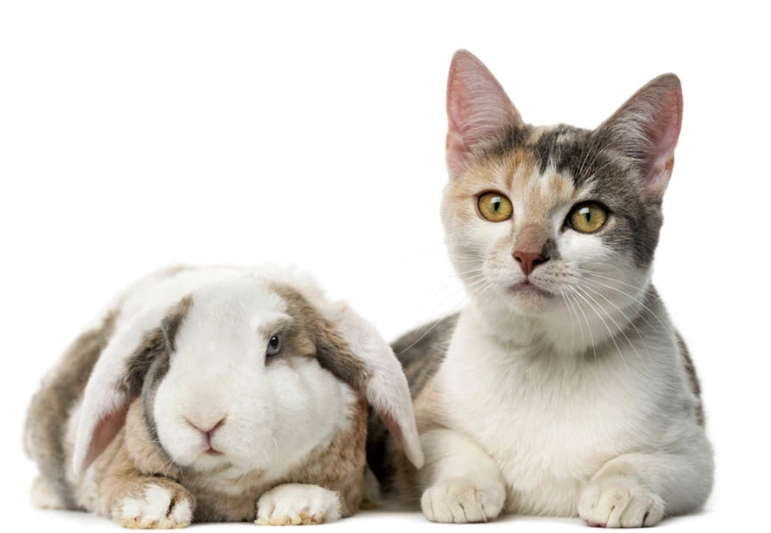 can cats and rabbits breed can cats and rabbits breed