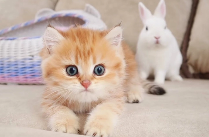 cat rabbit hybrid cat rabbit hybrid