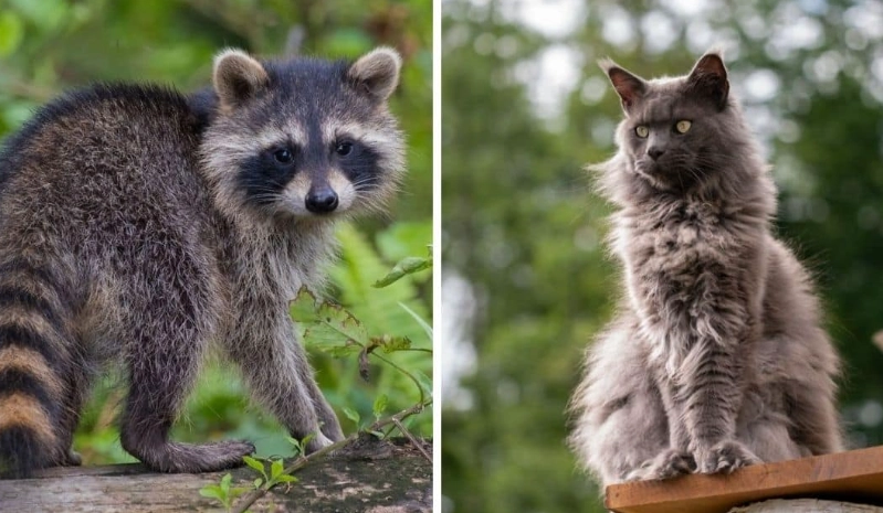 can cats breed with other animals