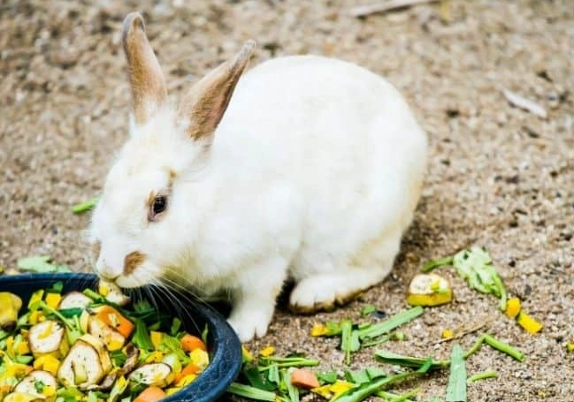 feeding peppers to rabbits
