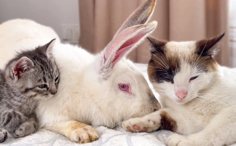 can cats and rabbits make kids