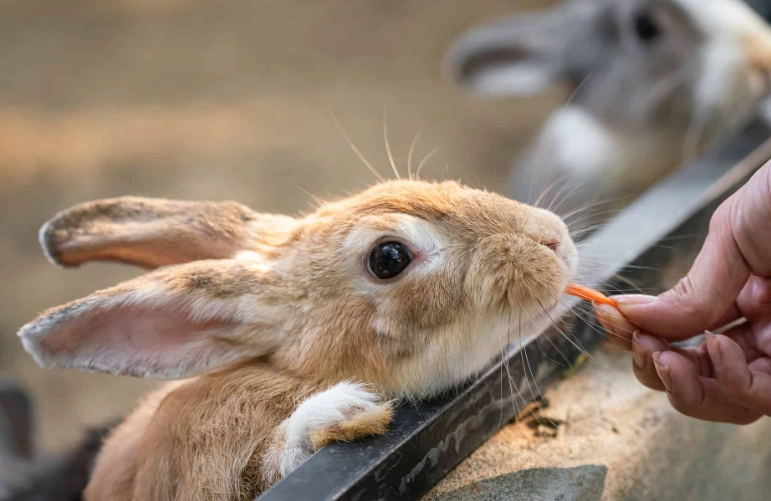 can rabbits eat green bell peppers