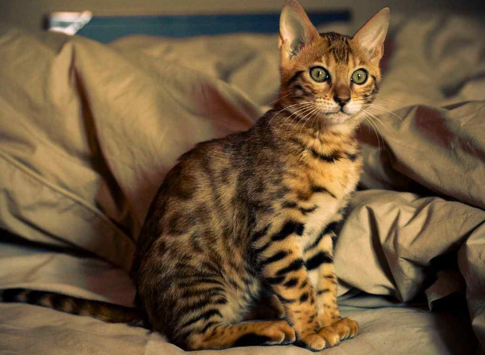 can cats breed with other animals