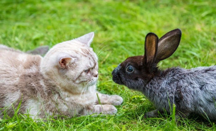 cat and rabbit breeding cat and rabbit breeding