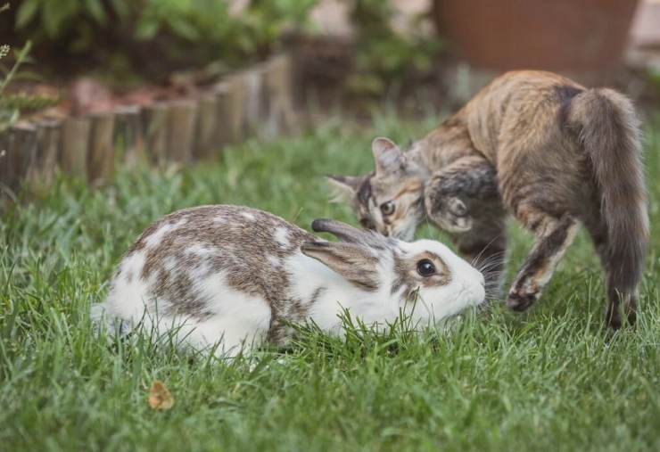 can cats and rabbits make kids