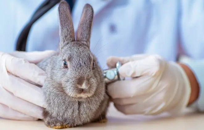 feeding peppers to rabbits
