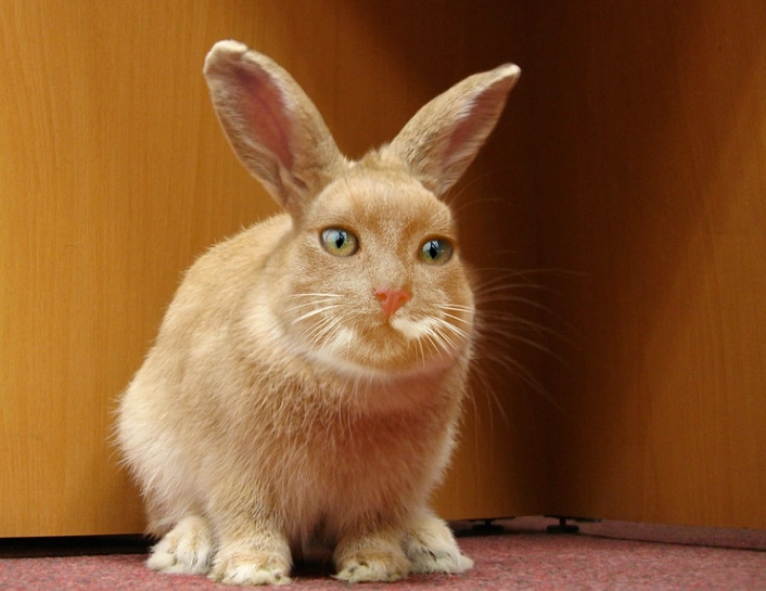 Cat rabbit hybrid