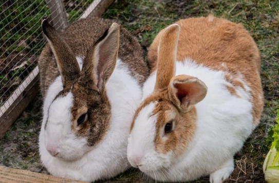 Can rabbits eat bell peppers everyday