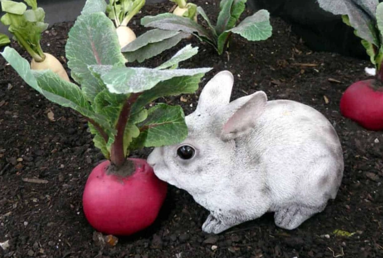 can rabbits eat radishes