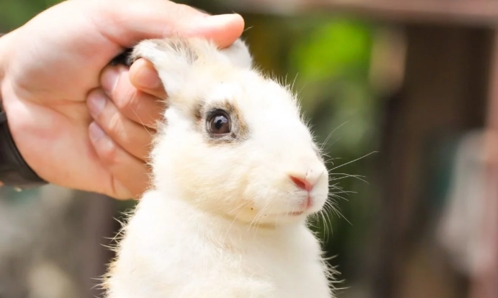 how to hold a rabbit