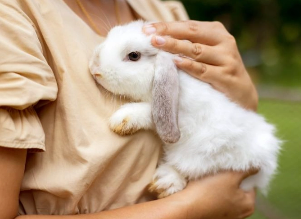 pick up rabbit safely