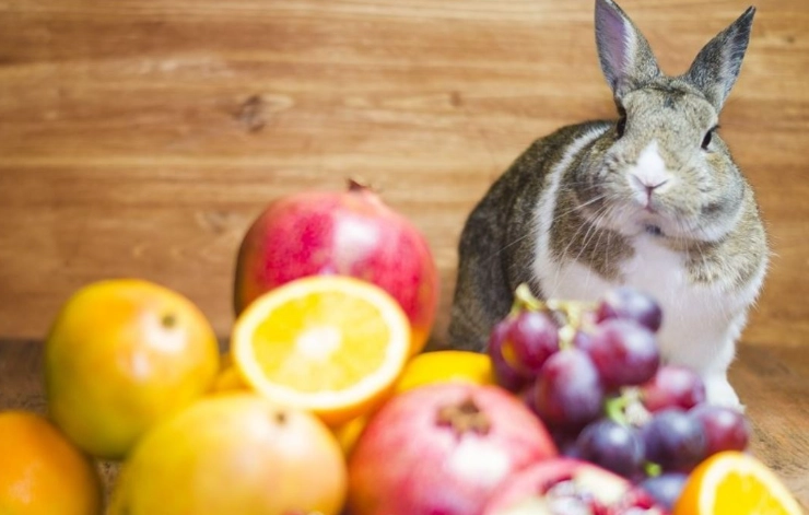 rabbit safe fruits