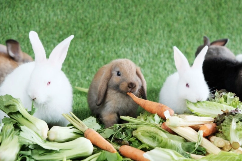 feeding fruits to rabbits
