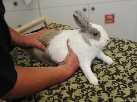 how to pick up a bunny rabbit