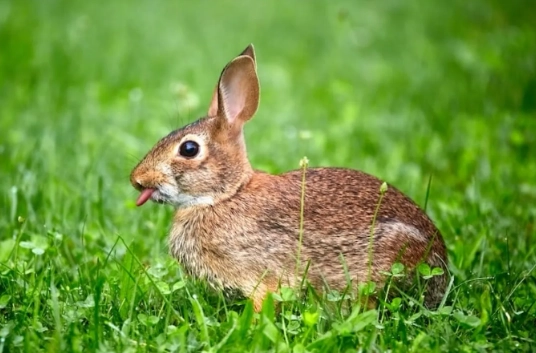 rabbit diet radishes