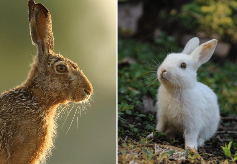 difference between rabbit and bunny