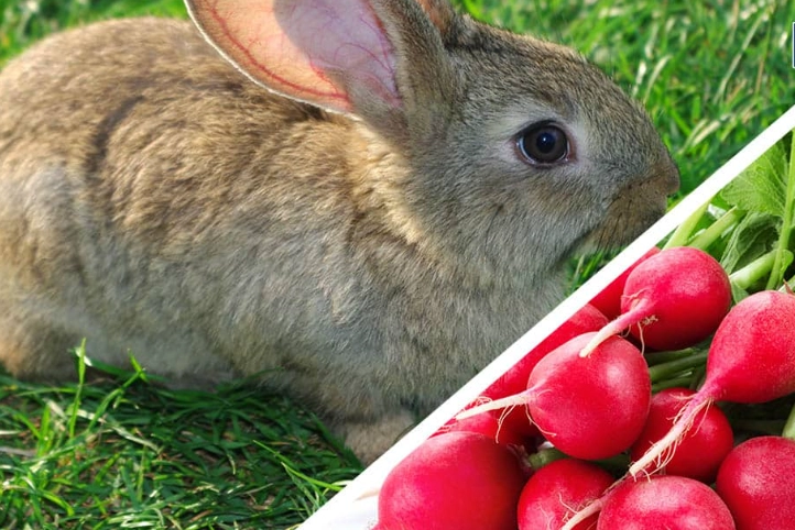 radishes for rabbits
